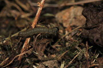 meadow caterpillar insect macro photo