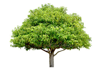 Tree green leaves (bonsai) for garden decoration.	