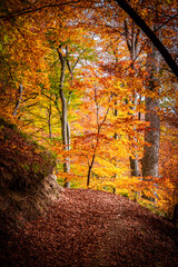 Autumn in Buila Vanturarita National Park, Carpathian Mountains, Romania. Vivid fall colors in...