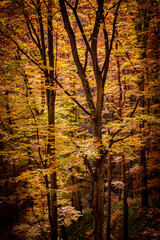 Autumn in Buila Vanturarita National Park, Carpathian Mountains, Romania. Vivid fall colors in forest. Colorful Autumn Leaves. Green, yellow, orange, red.