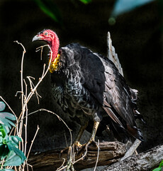 Australian brush-turkey also known as gweela or scrub turkey. Latin name - Alectura lathami