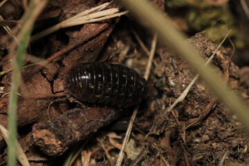 Isopods beetle animal macro photo