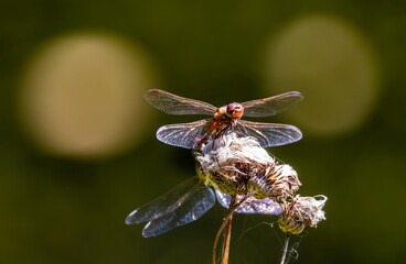 Dragonfly insects close-up on a flower in summer