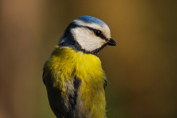 blue tit portrait 