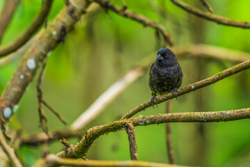 A Darwin's finch on a branch