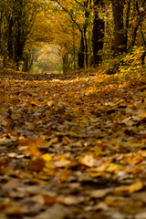 Fototapeta premium autumn in the forest