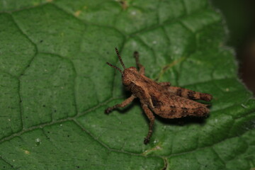 rufous grasshopper insect macro photo