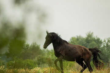 Fototapeta na wymiar running horse in the field