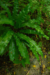 fern in the forest