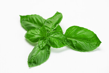 Sweet basil plant cutting green on white background close up