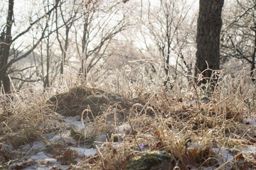 wild boar in the woods