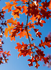 Beautiful autumn leaves. Fall season. October background.  Autumn tree in the park. Beauty in nature.