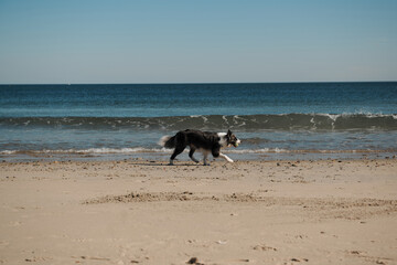 dog plays on the ocean beach. Funny Border collie playing, running, swimming. Lifestyle, active lifestyle, weekends. Boston area, USA. Coast. 