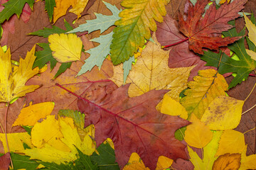 background of autumn leaves red ,yellow ,green