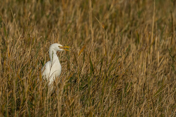 great white egret