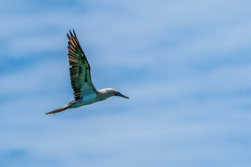 Blue-footed Booby in flight