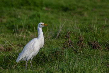 cattle egret in the grass