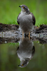 hawk in the pond