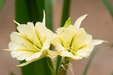 Fototapeta premium Beautiful close up of two yellow flowers of peruvian daffodil.