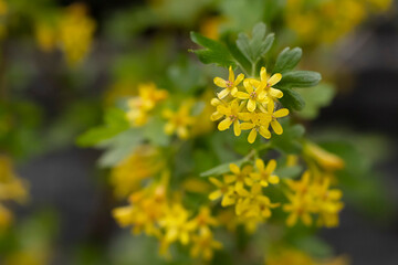 Obraz premium Fragrant and beautiful bloom of the bush of black currant in spring.