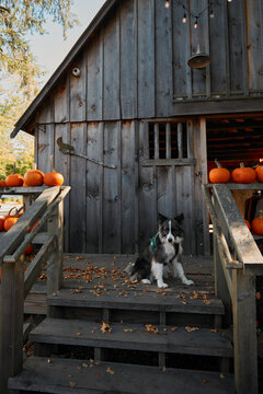 The dog sits on the porch of a rural house with Halloween holiday pumpkins. Lifestyle, cozy autumn