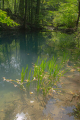 lake in the forest