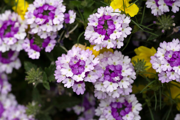 Colorful mix of white and purple verbena and yellow flowers.