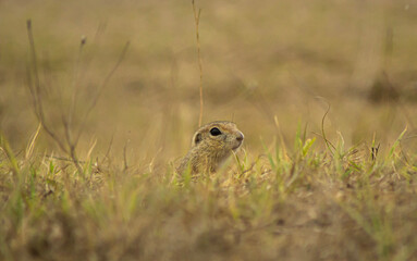 gopher in the grass