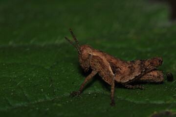 rufous grasshopper insect macro photo