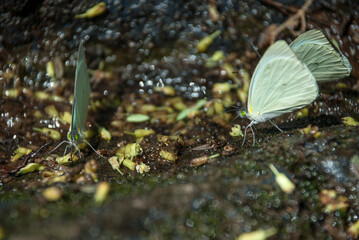 Dos mariposas tomando agua sobre un tronco.