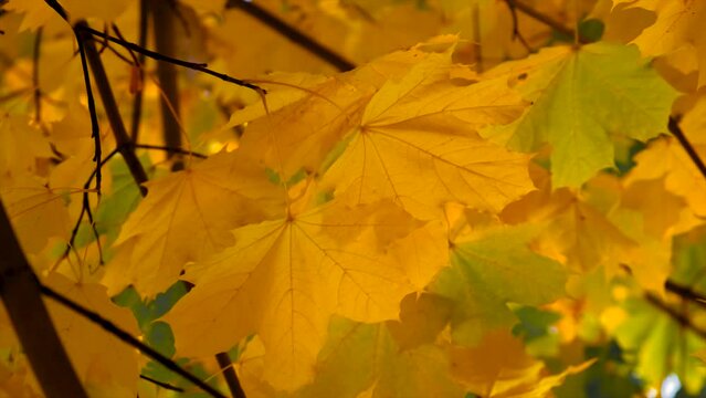 Autumn tree with yellow leaves. Selective focus.