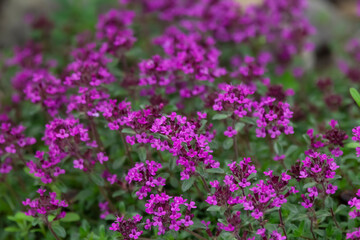 Purple carpet of blooming creeping thyme, fragrant herb.