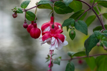 Branch of pink and white fuchsia flowers in the shade garden.