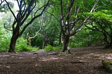 Old gnarled trees in the forest