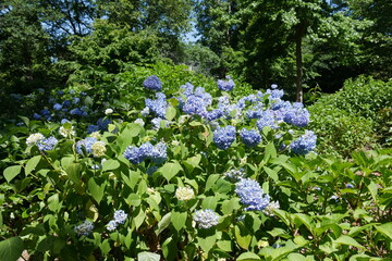 Blaue Hortensie im Park