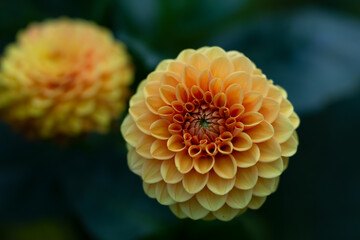 Beautiful Ball variety of Dahlia flowers with leaves in the garden.