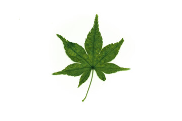 Cannabis leaves isolated on a spruce background. Leaves of narcotic plants for making marijuana. Hemp. marijuana
