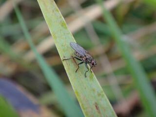 Small grey female fly (Helina reversio) sitting on a blade of grass
