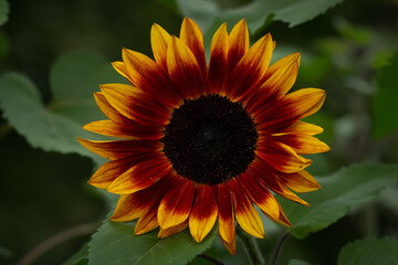 Yellow and red dwarf sunflower bloom with leaves in the garden.
