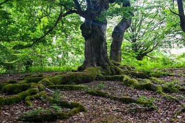 Roots overgrown with moss of a beech tree in a forest