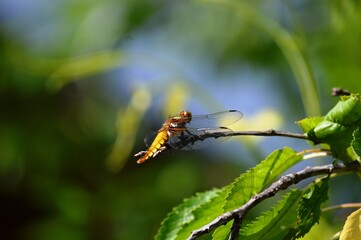big yellow dragonfly on a plant