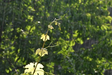 grape vines in the light spring rain