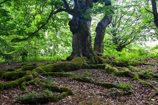 Roots overgrown with moss of a beech tree in a forest