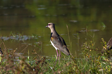 Vanellus chilensis lampronotus, Alcaraban,  en habitad natural,  tero-tero, avefria