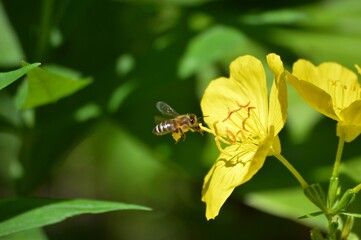a bee in flight to a yellow flower