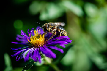 Macro photography - Bee on the flowers in the garden  