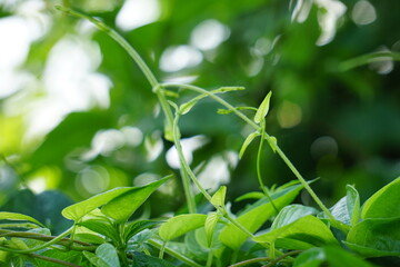 Paederia foetida (Also called skunkvine, stinkvine, gembrot, sembukan, Chinese fever vine) in the garden. This plant has special aroma and Indonesian often use it as steam food