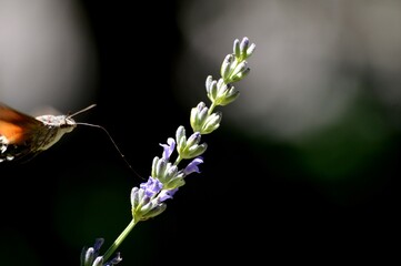a butterfly sucks nectar from a flower