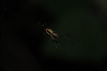 agelena labyrinthica spider macro photo
