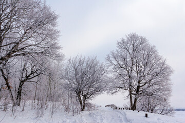Frost-covered trees against a background of fog and low clouds